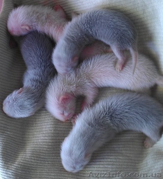 Продам  хорька (фретки) - <ro>Изображение</ro><ru>Изображение</ru> #4, <ru>Объявление</ru> #699178