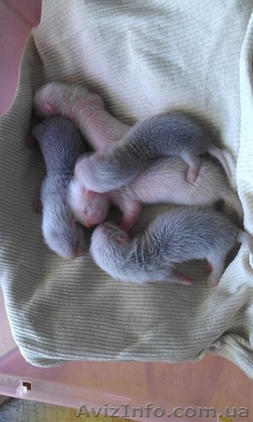 Продам  хорька (фретки) - <ro>Изображение</ro><ru>Изображение</ru> #5, <ru>Объявление</ru> #699178