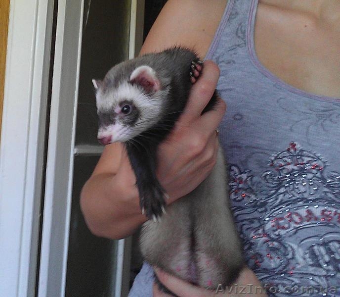 Продам  хорька (фретки) - <ro>Изображение</ro><ru>Изображение</ru> #3, <ru>Объявление</ru> #699178