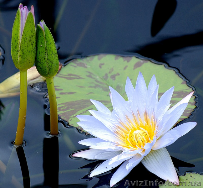 БОГОМИЛЬСКИЙ НЕОГУМАНИЗМ - <ro>Изображение</ro><ru>Изображение</ru> #3, <ru>Объявление</ru> #699875