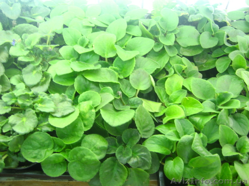 Фиалки укорененные - <ro>Изображение</ro><ru>Изображение</ru> #3, <ru>Объявление</ru> #686201