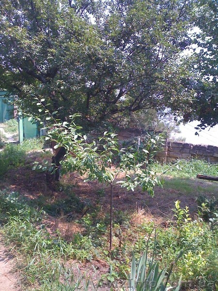 СДАМ Места для палаток для отдыха в Одессе (Украина) возле самого моря - <ro>Изображение</ro><ru>Изображение</ru> #7, <ru>Объявление</ru> #334791