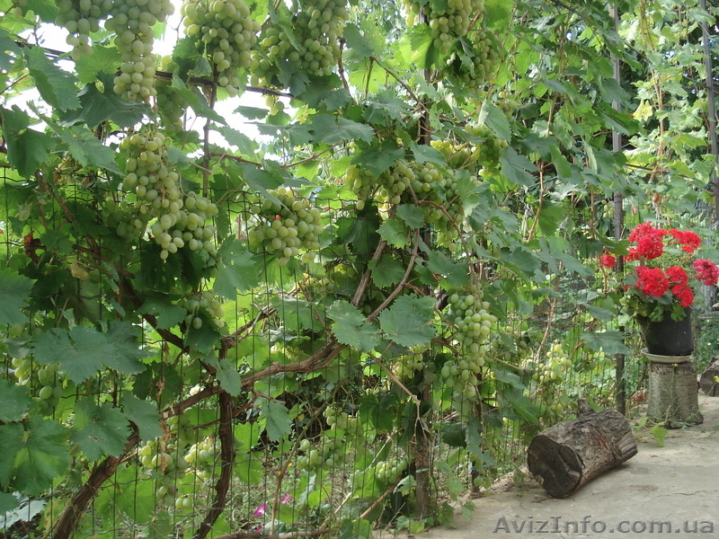 Дача на Хаджибеевском лимане - <ro>Изображение</ro><ru>Изображение</ru> #5, <ru>Объявление</ru> #702035