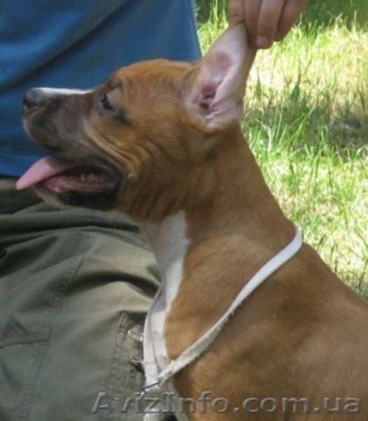 Щенки Американского Стаффордширского Терьера правнуки Чемпиона Мира - <ro>Изображение</ro><ru>Изображение</ru> #5, <ru>Объявление</ru> #710085