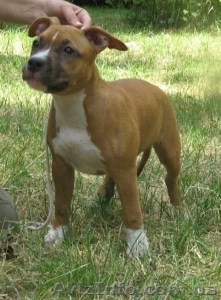 Щенки Американского Стаффордширского Терьера правнуки Чемпиона Мира - <ro>Изображение</ro><ru>Изображение</ru> #6, <ru>Объявление</ru> #710085