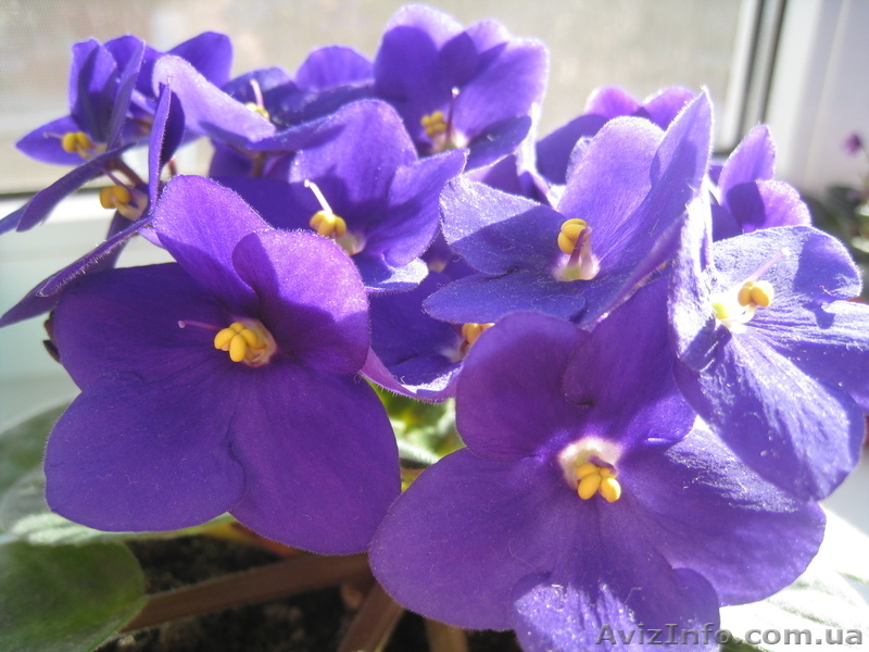 Фиалки? листики, детки - <ro>Изображение</ro><ru>Изображение</ru> #4, <ru>Объявление</ru> #706556