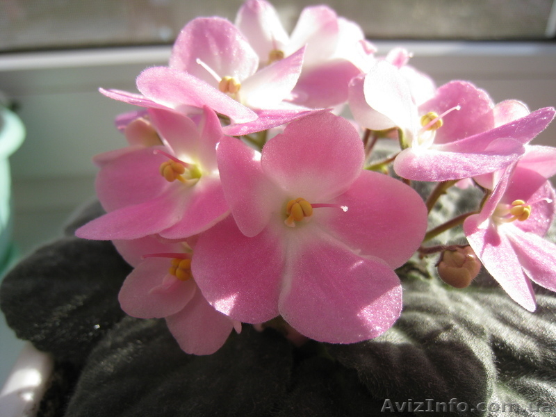 Фиалки? листики, детки - <ro>Изображение</ro><ru>Изображение</ru> #3, <ru>Объявление</ru> #706556