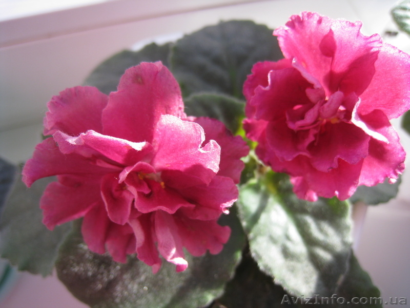 Фиалки? листики, детки - <ro>Изображение</ro><ru>Изображение</ru> #5, <ru>Объявление</ru> #706556