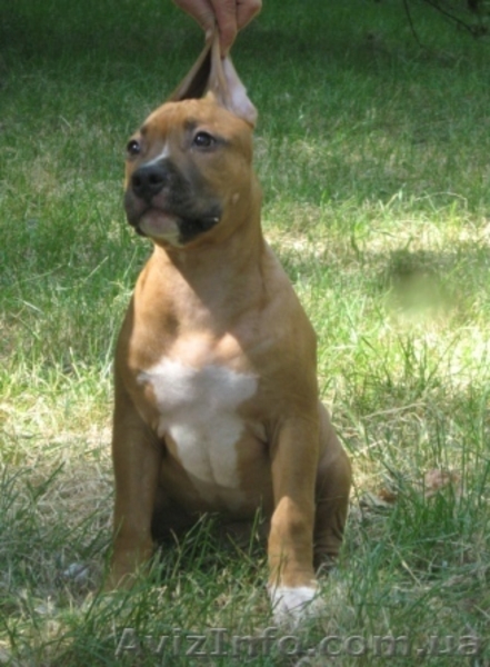 Щенки Американского Стаффордширского Терьера правнуки Чемпиона Мира - <ro>Изображение</ro><ru>Изображение</ru> #3, <ru>Объявление</ru> #710085