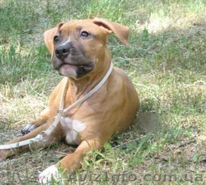 Щенки Американского Стаффордширского Терьера правнуки Чемпиона Мира - <ro>Изображение</ro><ru>Изображение</ru> #4, <ru>Объявление</ru> #710085