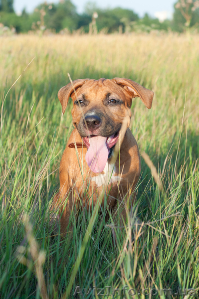 Щенки Американского Стаффордширского Терьера, 2 девочки и 2 мальчика! - <ro>Изображение</ro><ru>Изображение</ru> #3, <ru>Объявление</ru> #741701