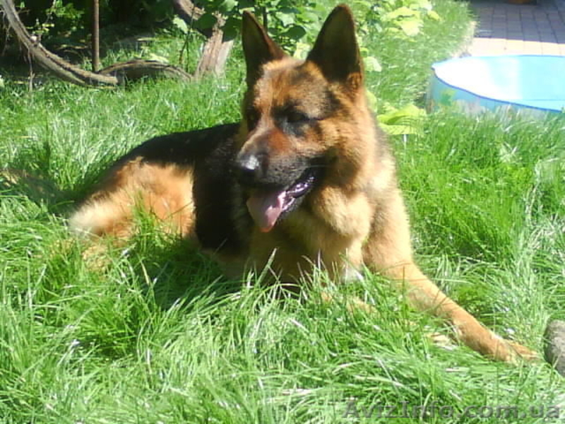 Отличный кобель немецкой овчарки для вязки - <ro>Изображение</ro><ru>Изображение</ru> #3, <ru>Объявление</ru> #741073