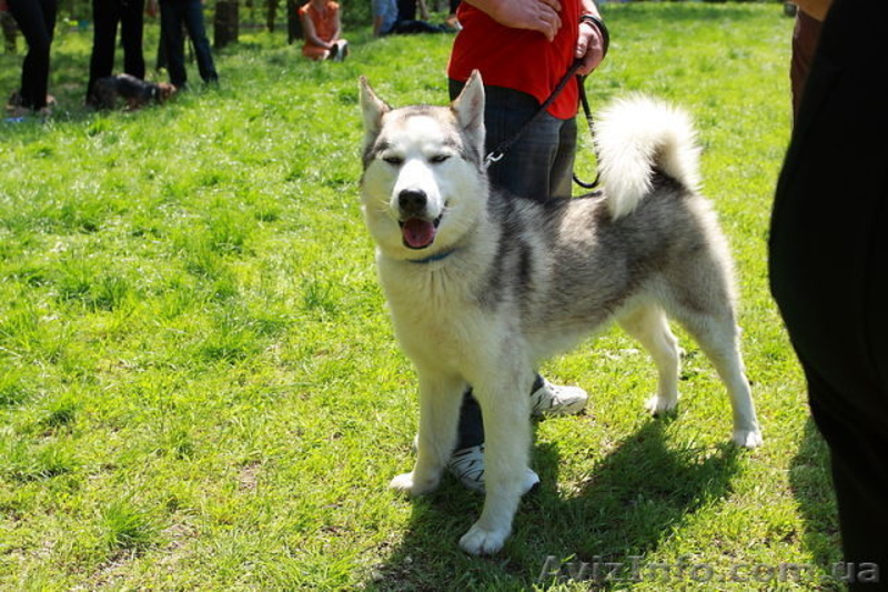 продам щенков  хаски - <ro>Изображение</ro><ru>Изображение</ru> #3, <ru>Объявление</ru> #739689