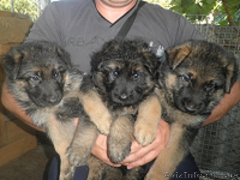  Щенок немецкой овчарки - <ro>Изображение</ro><ru>Изображение</ru> #9, <ru>Объявление</ru> #736164