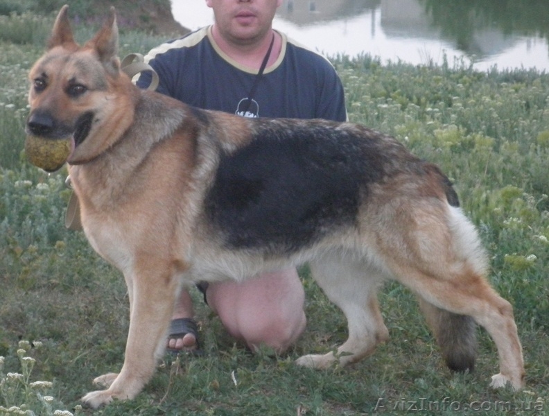  Щенок немецкой овчарки - <ro>Изображение</ro><ru>Изображение</ru> #6, <ru>Объявление</ru> #736164