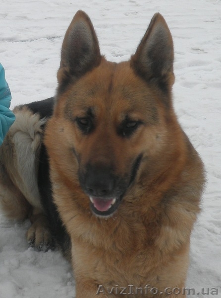  Щенок немецкой овчарки - <ro>Изображение</ro><ru>Изображение</ru> #7, <ru>Объявление</ru> #736164