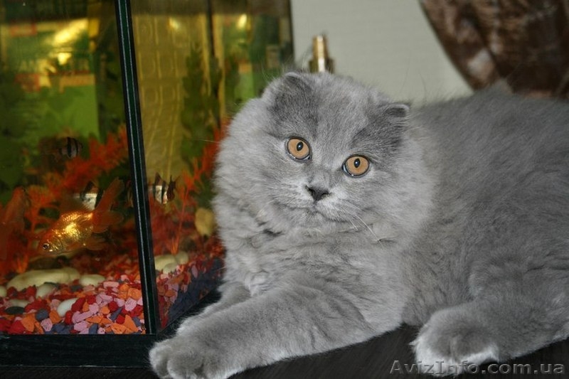 Шотландские котята.Недорого!!! - <ro>Изображение</ro><ru>Изображение</ru> #1, <ru>Объявление</ru> #747298