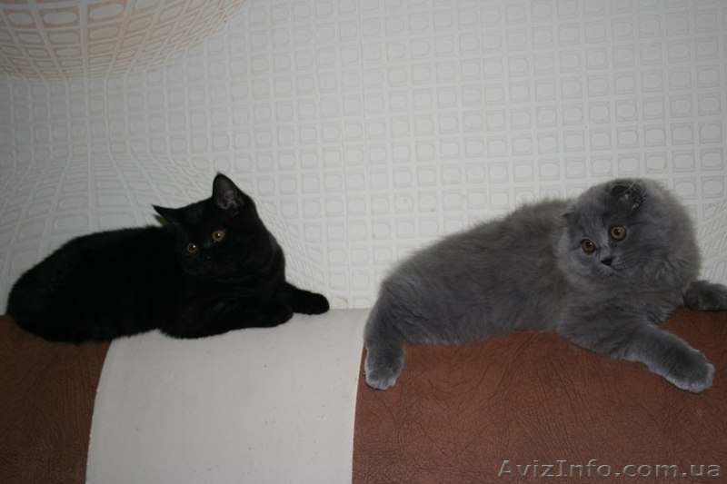 Шотландские котята.Недорого!!! - <ro>Изображение</ro><ru>Изображение</ru> #3, <ru>Объявление</ru> #747298