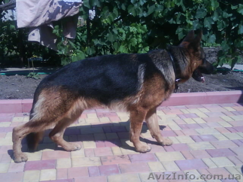  Щенок немецкой овчарки - <ro>Изображение</ro><ru>Изображение</ru> #4, <ru>Объявление</ru> #736164