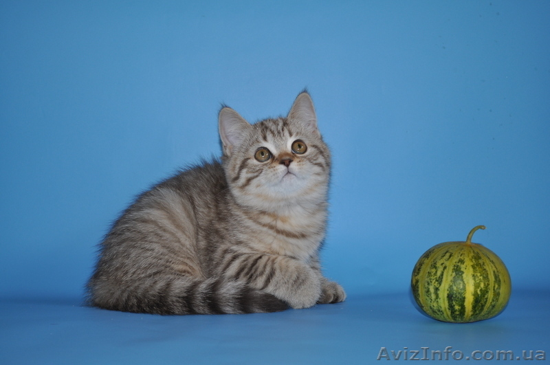 шотландские вислоухие котята из питомника - <ro>Изображение</ro><ru>Изображение</ru> #5, <ru>Объявление</ru> #754612