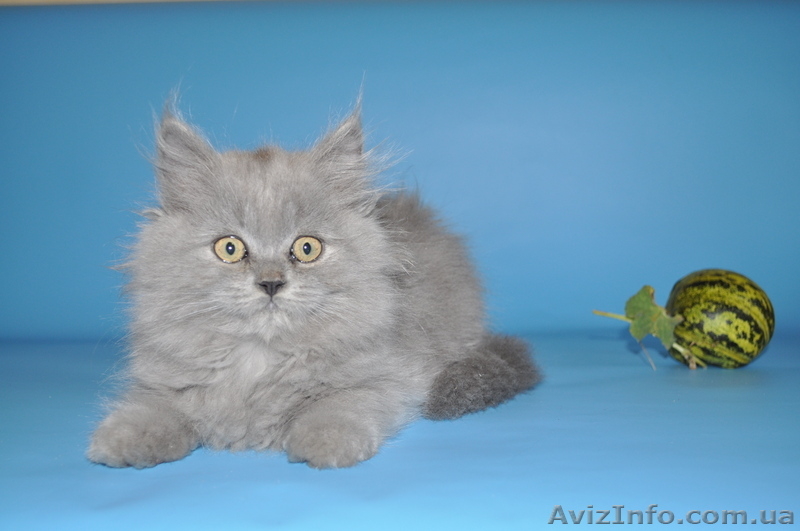 шотландские вислоухие котята из питомника - <ro>Изображение</ro><ru>Изображение</ru> #3, <ru>Объявление</ru> #754612