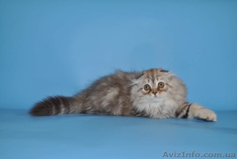 шотландские вислоухие котята из питомника - <ro>Изображение</ro><ru>Изображение</ru> #4, <ru>Объявление</ru> #754612