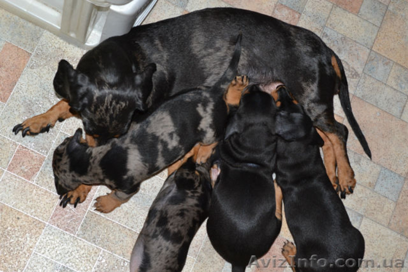 Щенки кроличьей мраморной таксы - <ro>Изображение</ro><ru>Изображение</ru> #5, <ru>Объявление</ru> #751748