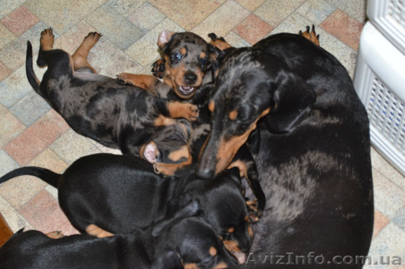 Щенки кроличьей мраморной таксы - <ro>Изображение</ro><ru>Изображение</ru> #6, <ru>Объявление</ru> #751748