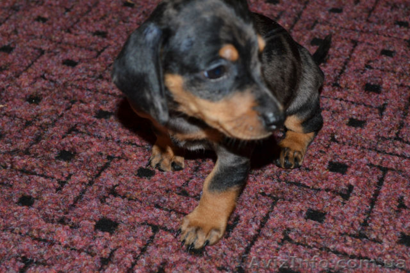 Щенки кроличьей мраморной таксы - <ro>Изображение</ro><ru>Изображение</ru> #7, <ru>Объявление</ru> #751748