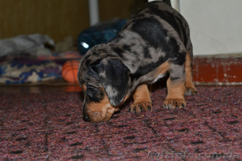 Щенки кроличьей мраморной таксы - <ro>Изображение</ro><ru>Изображение</ru> #8, <ru>Объявление</ru> #751748