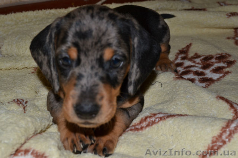 Щенки кроличьей мраморной таксы - <ro>Изображение</ro><ru>Изображение</ru> #3, <ru>Объявление</ru> #751748