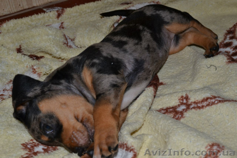 Щенки кроличьей мраморной таксы - <ro>Изображение</ro><ru>Изображение</ru> #4, <ru>Объявление</ru> #751748