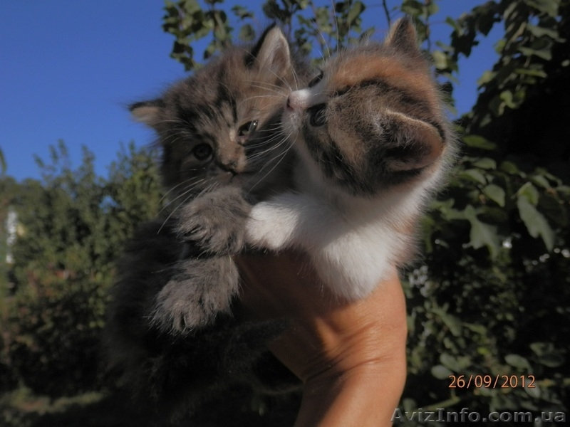 Отдам в заботливые руки котят - <ro>Изображение</ro><ru>Изображение</ru> #3, <ru>Объявление</ru> #762656