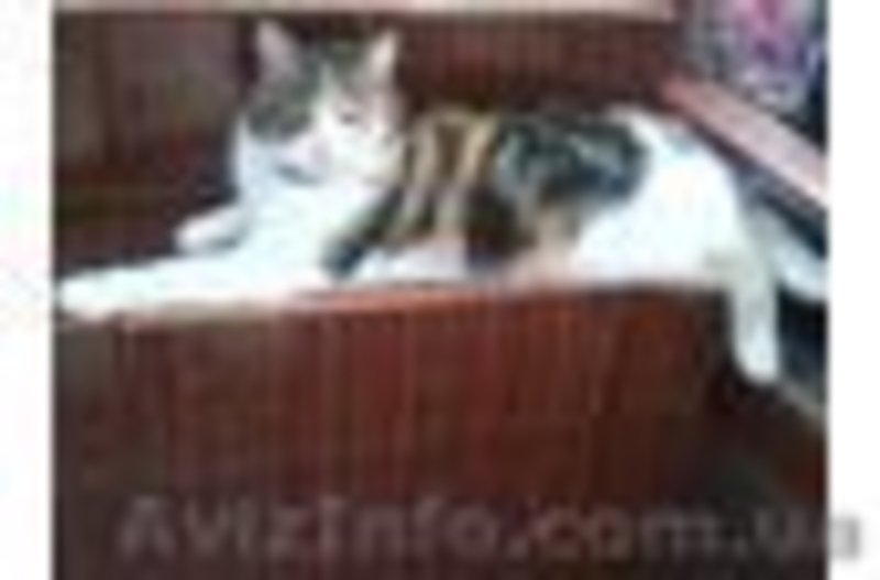 Отдам в заботливые руки котят - <ro>Изображение</ro><ru>Изображение</ru> #6, <ru>Объявление</ru> #762656