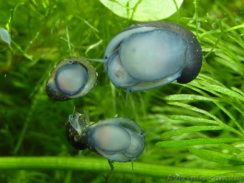 Продам улиток теодоксусов - <ro>Изображение</ro><ru>Изображение</ru> #3, <ru>Объявление</ru> #754551