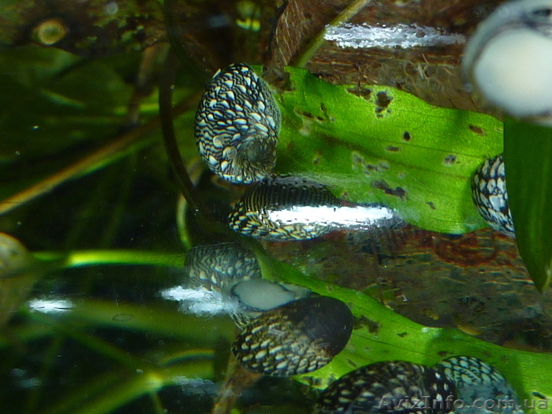 Продам улиток теодоксусов - <ro>Изображение</ro><ru>Изображение</ru> #4, <ru>Объявление</ru> #754551