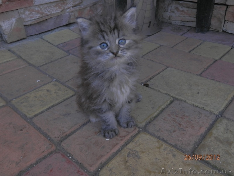 Отдам в заботливые руки котят - <ro>Изображение</ro><ru>Изображение</ru> #5, <ru>Объявление</ru> #762656