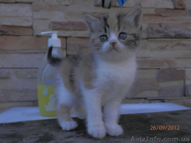 Отдам в заботливые руки котят - <ro>Изображение</ro><ru>Изображение</ru> #4, <ru>Объявление</ru> #762656