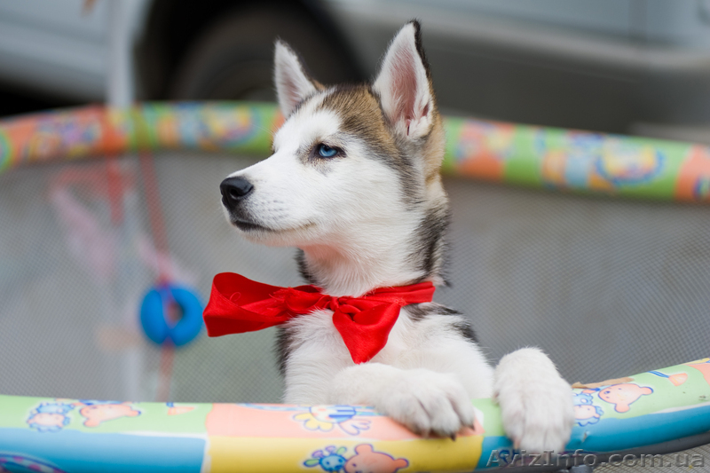 продам щенков  хаски - <ro>Изображение</ro><ru>Изображение</ru> #4, <ru>Объявление</ru> #739689