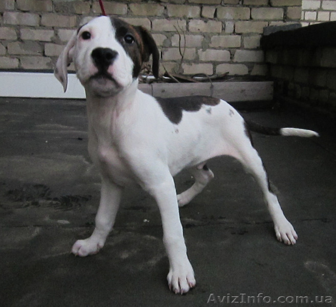 Щенки питбуля от адекватных родителей. - <ro>Изображение</ro><ru>Изображение</ru> #3, <ru>Объявление</ru> #784481