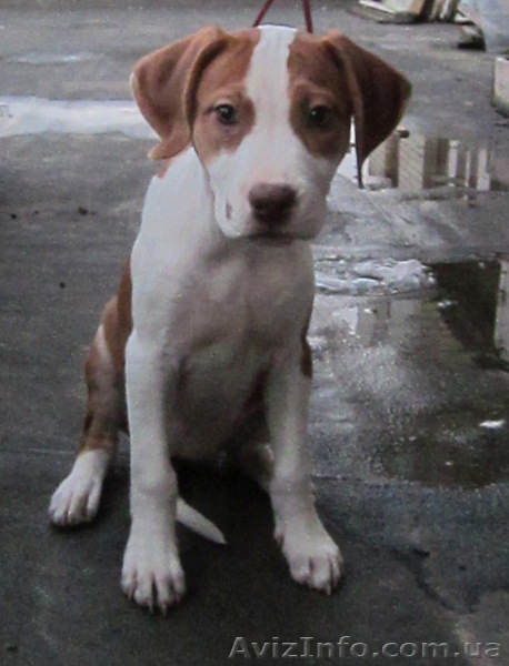 Щенки питбуля от адекватных родителей. - <ro>Изображение</ro><ru>Изображение</ru> #4, <ru>Объявление</ru> #784481