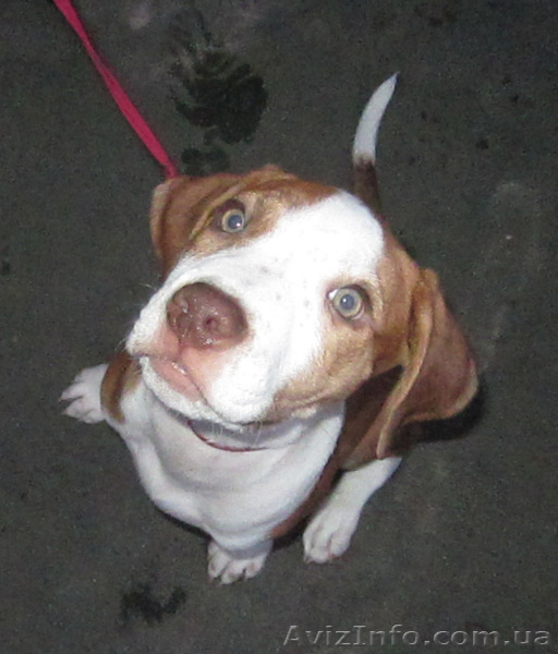 Щенки питбуля от адекватных родителей. - <ro>Изображение</ro><ru>Изображение</ru> #5, <ru>Объявление</ru> #784481