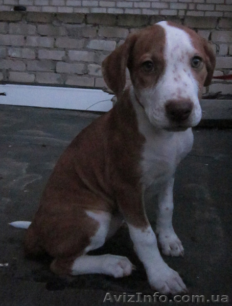 Щенки питбуля от адекватных родителей. - <ro>Изображение</ro><ru>Изображение</ru> #6, <ru>Объявление</ru> #784481