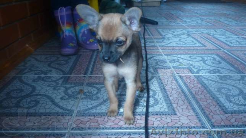 Той-терьер из дома Барфли - <ro>Изображение</ro><ru>Изображение</ru> #3, <ru>Объявление</ru> #237193