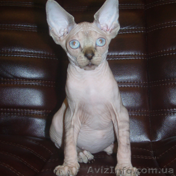 Самые хорошие котята в самые добрые ручки! - <ro>Изображение</ro><ru>Изображение</ru> #3, <ru>Объявление</ru> #756348