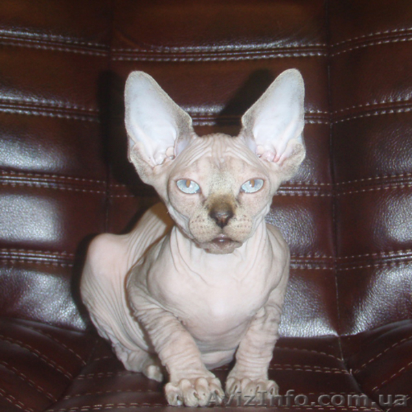 Самые хорошие котята в самые добрые ручки! - <ro>Изображение</ro><ru>Изображение</ru> #4, <ru>Объявление</ru> #756348