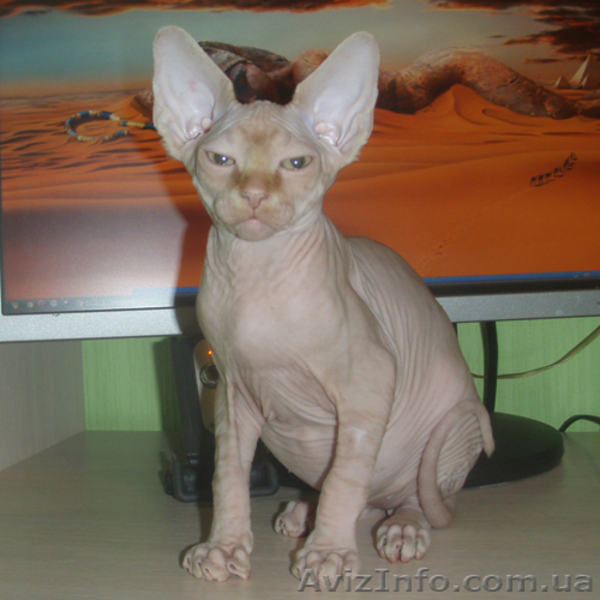 Самые хорошие котята в самые добрые ручки! - <ro>Изображение</ro><ru>Изображение</ru> #6, <ru>Объявление</ru> #756348