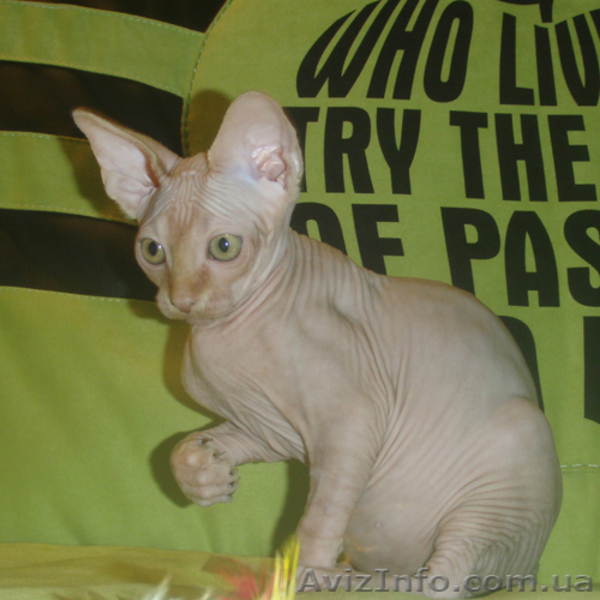 Самые хорошие котята в самые добрые ручки! - <ro>Изображение</ro><ru>Изображение</ru> #5, <ru>Объявление</ru> #756348