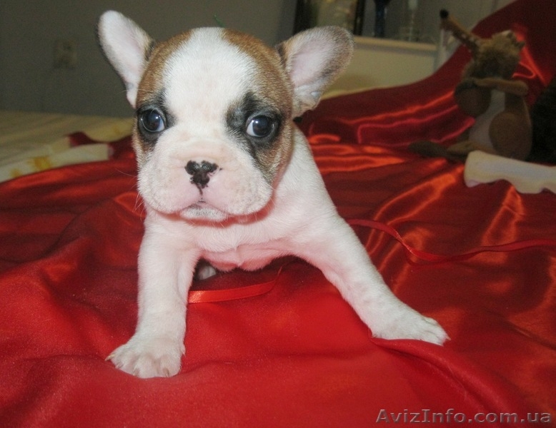 Продам элитных щенков французского бульдога - <ro>Изображение</ro><ru>Изображение</ru> #4, <ru>Объявление</ru> #810696