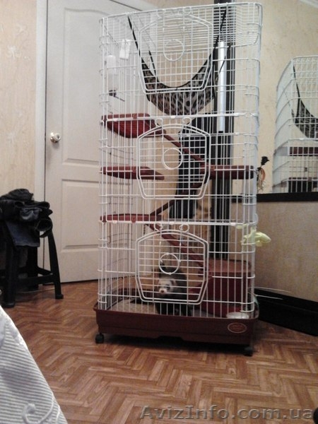 Продам хорька в Одессе - <ro>Изображение</ro><ru>Изображение</ru> #3, <ru>Объявление</ru> #803434